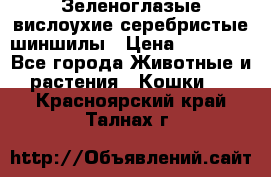 Зеленоглазые вислоухие серебристые шиншилы › Цена ­ 20 000 - Все города Животные и растения » Кошки   . Красноярский край,Талнах г.